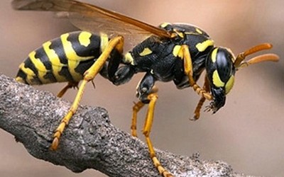 Күйеуі ұйықтап жатқан әйелінің аузына келді