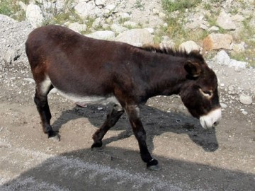 Әйелдердің бөкселерін таратыңыз