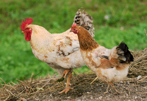 Дымқыл есектегі үлкен әтеш