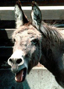 Догги стиліндегі әйелдердің суреттері