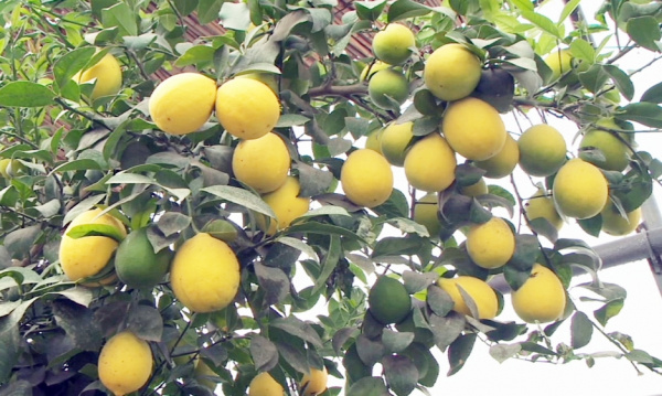 Пискалармен порно