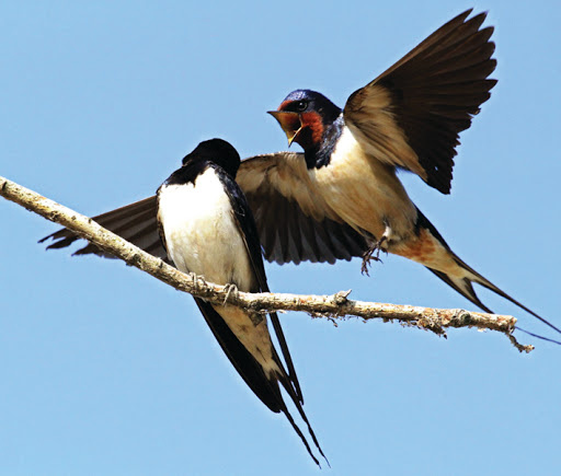 Қара транни қарлығаштары