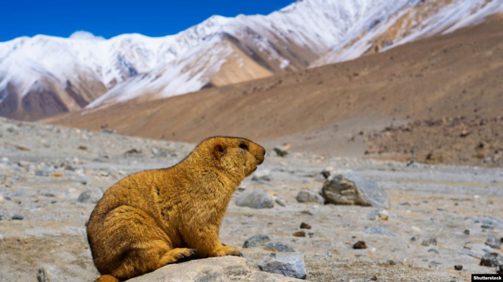 Шабдалы тәрізді кисканың фотосы