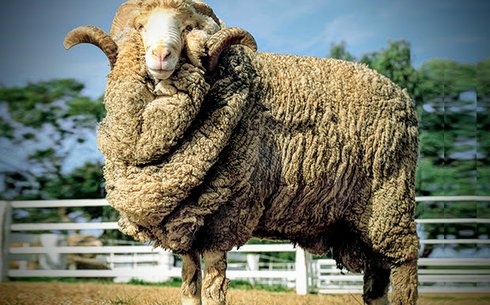 Порно мультфильмдер желісі