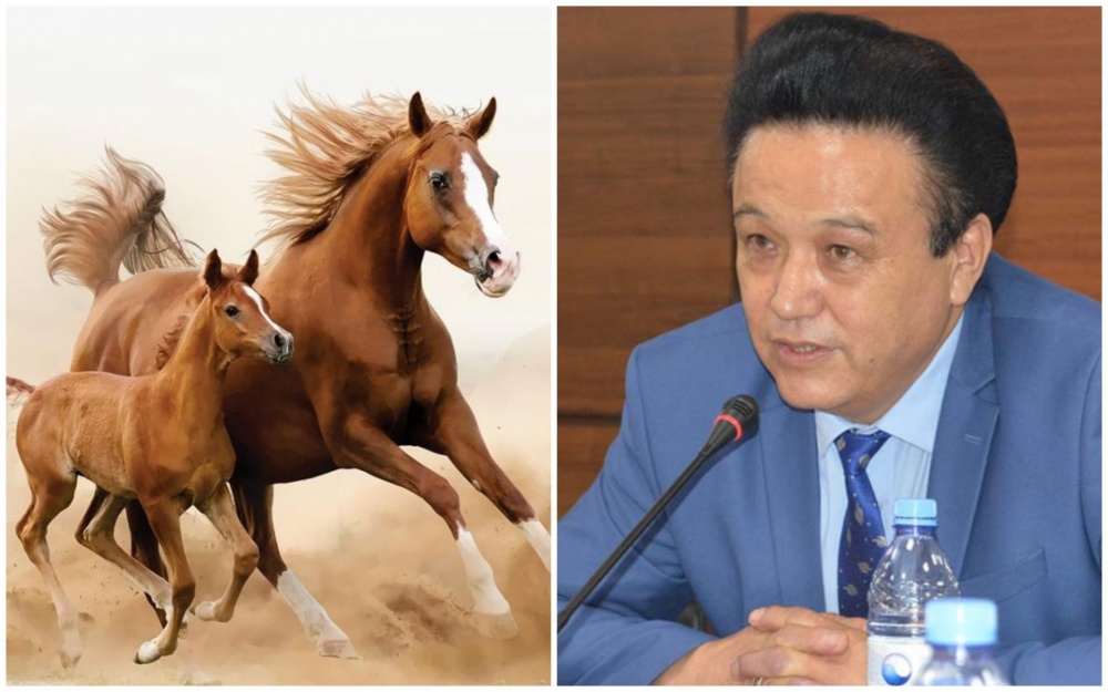 Ат құйрығы бар қыздың суреті